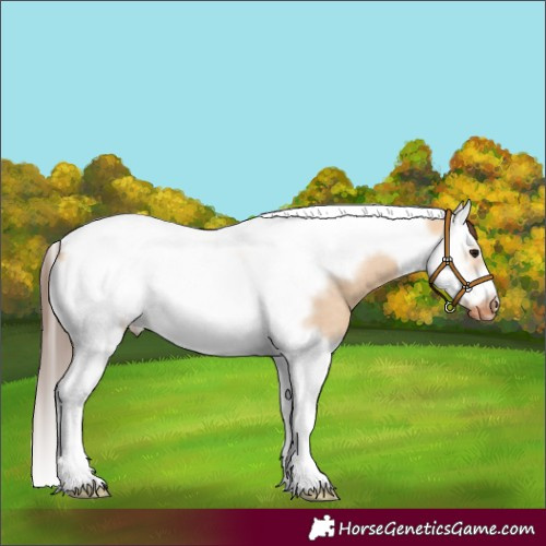 Horse Color:Bay Dun Splash Tobiano Frame Appaloosa Rabicano 