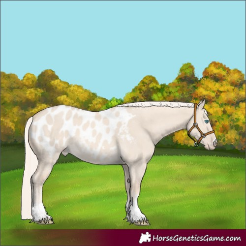 Horse Color:Cremello Dun Sabino Appaloosa 