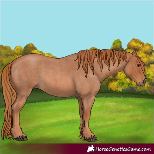 Horse Color:Red Roan Rabicano 