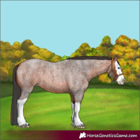 Horse Color:Brown Roan Splash