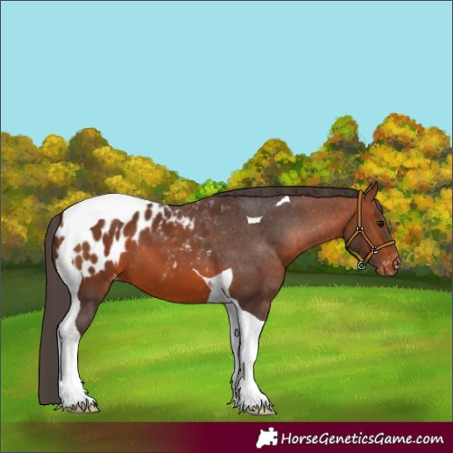 Horse Color:Bay Tobiano Blanket 