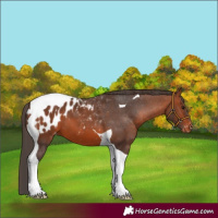 Horse Color:Bay Tobiano Appaloosa 