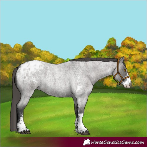 Horse Color:Grullo Roan Sabino Appaloosa Rabicano 