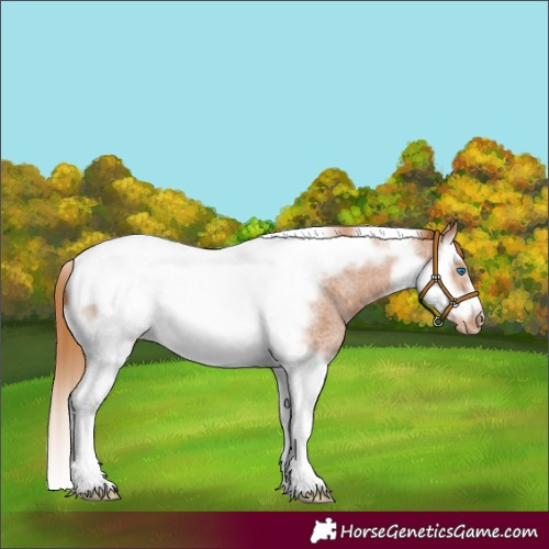Horse Color:Red Roan Splash Tobiano Frame Appaloosa 