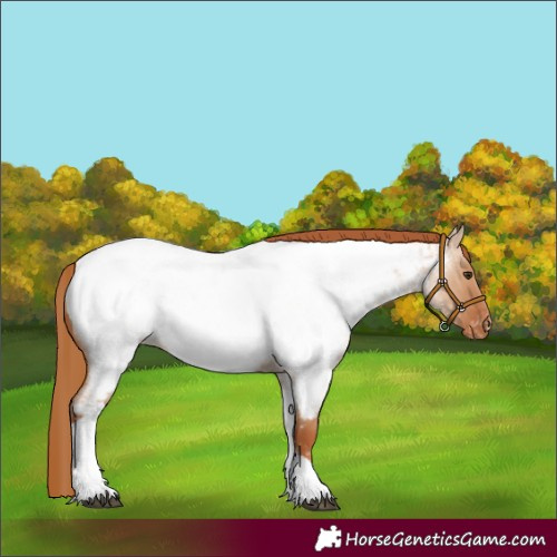 Horse Color:Red Dun Roan Tobiano Appaloosa 
