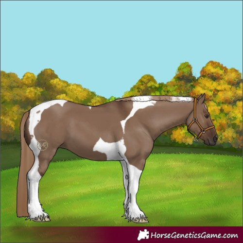 Horse Color:Liver Red Dun Tobiano 