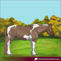 Horse Color:Liver Red Dun Tobiano