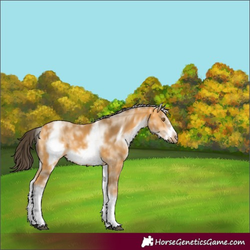 Horse Color:White Spotted Buckskin Frame 