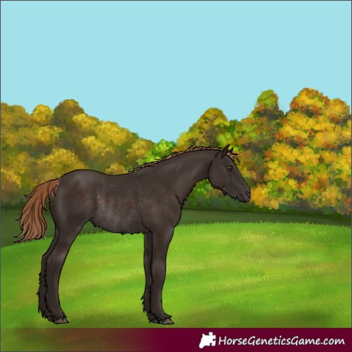 Horse Color:Liver Chestnut Rabicano