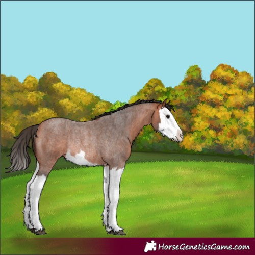 Horse Color:Bay Roan Splash Rabicano 