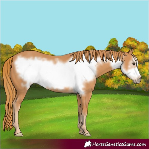 Horse Color:Chestnut Frame 