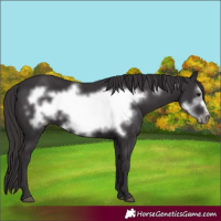 Horse Color:Smoky Black Frame 