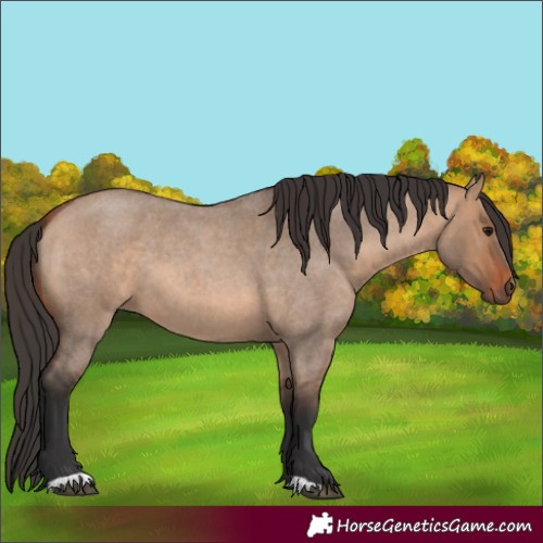 Horse Color:Bay Roan Dun 