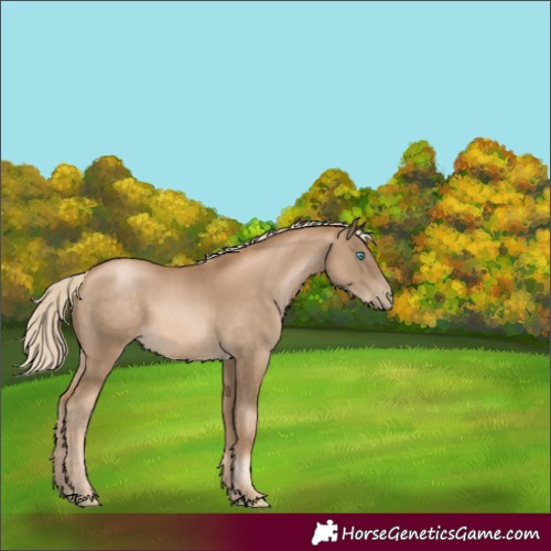 Horse Color:Chocolate Palomino Pearl 