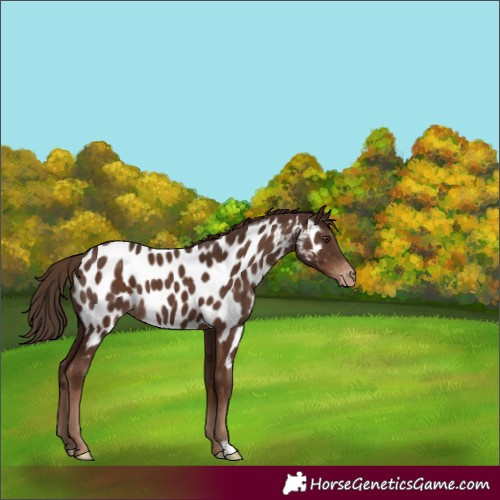 Horse Color:Liver Chestnut Appaloosa 