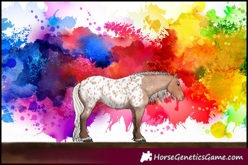 Horse Color:Silver Bay Roan Near Leopard