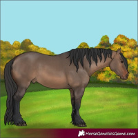 Horse Color:Brown Dun 