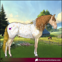 Horse Color:Red Dun Tobiano Appaloosa