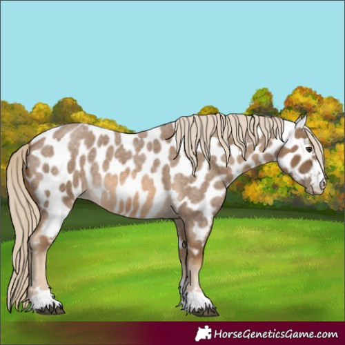 Horse Color:Chocolate Palomino Roan Near Leopard