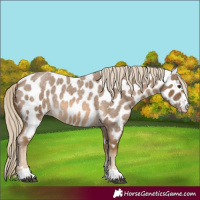 Horse Color:Chocolate Palomino Roan Near Leopard
