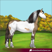 Horse Color:Buckskin Dun Frame 