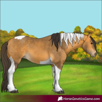 Horse Color:Buckskin Tobiano