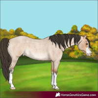 Horse Color:White Spotted Bay Roan Dun 