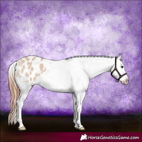 Horse Color:Bay Dun Appaloosa 