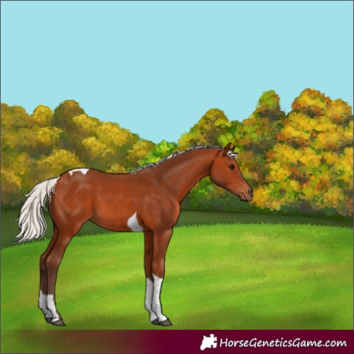 Horse Color:Silver Bay Tobiano