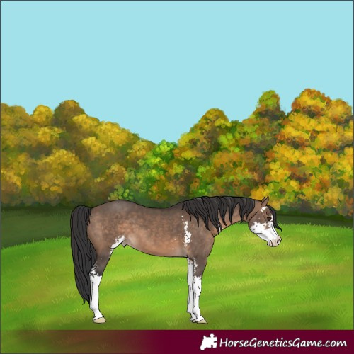 Horse Color:Brown Dun Sabino 