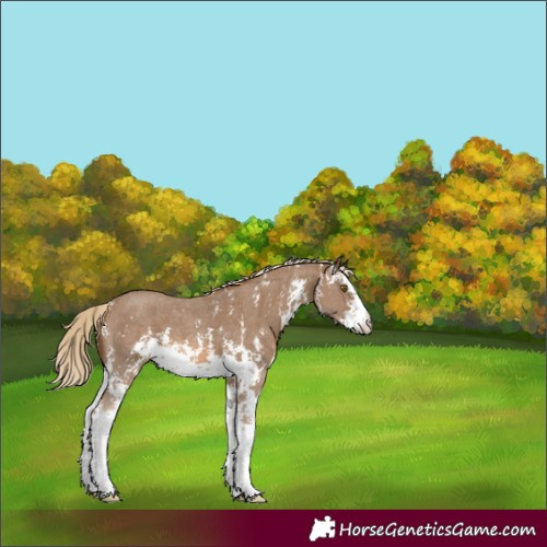 Horse Color:Chocolate Palomino Sabino 