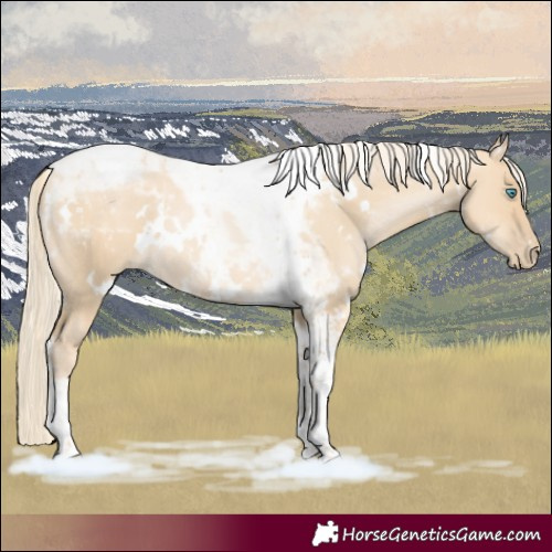 Horse Color:White Spotted Palomino Pearl Dun Tobiano 