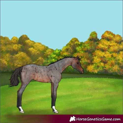 Horse Color:Bay Roan 