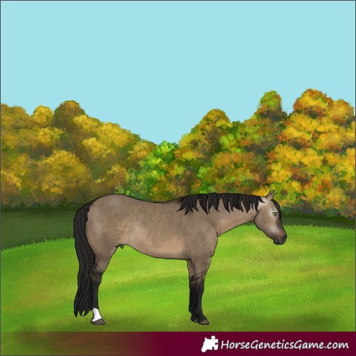 Horse Color:Gray Bay Dun Rabicano 