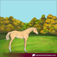 Horse Color:Palomino Dun Tobiano