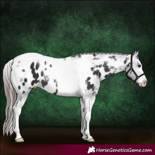 Horse Color:Smoky Black Tobiano Blanket 