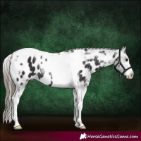 Horse Color:Smoky Black Tobiano Appaloosa 