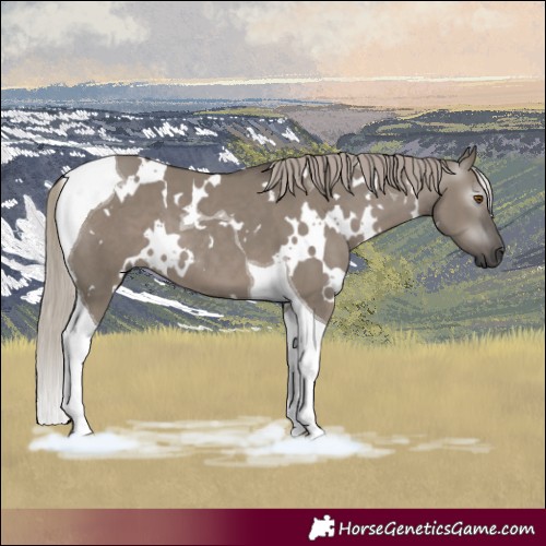 Horse Color:Gray White Spotted Silver Grullo Tobiano 