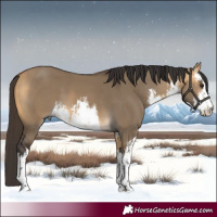 Horse Color:White Spotted Buckskin Dun