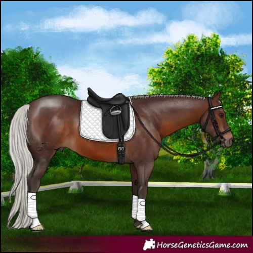 Horse Color:Silver Brown 