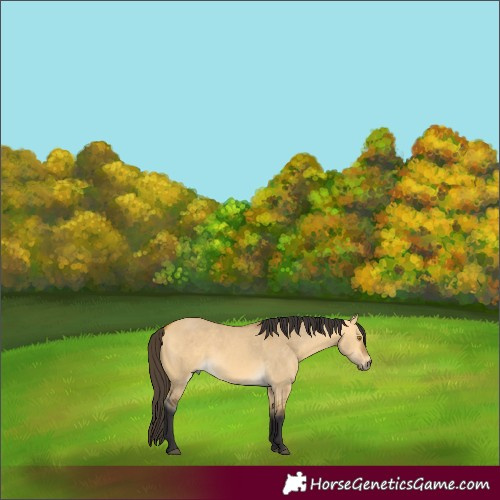 Horse Color:Buckskin Dun 