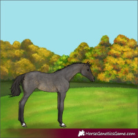 Horse Color:Buckskin Roan 
