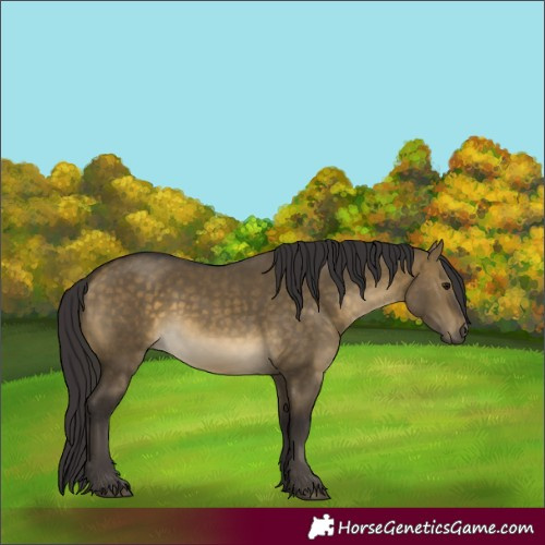 Horse Color:Buckskin Dun 