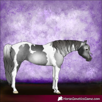 Horse Color:Gray Black Tobiano Appaloosa 