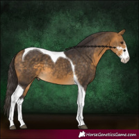 Horse Color:Buckskin Sabino Tobiano