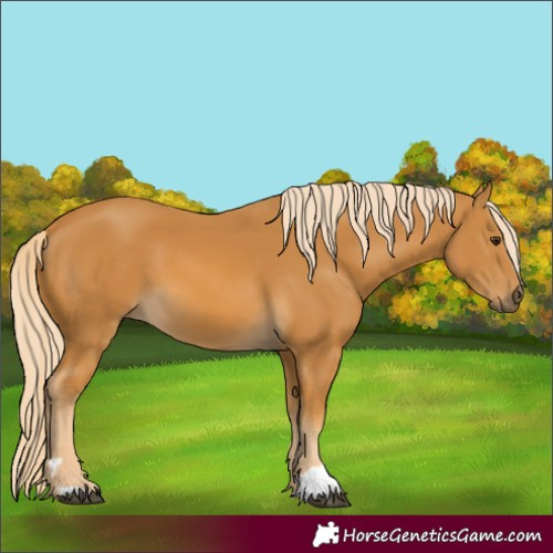 Horse Color:Palomino