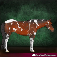 Horse Color:White Spotted Brown Tobiano 