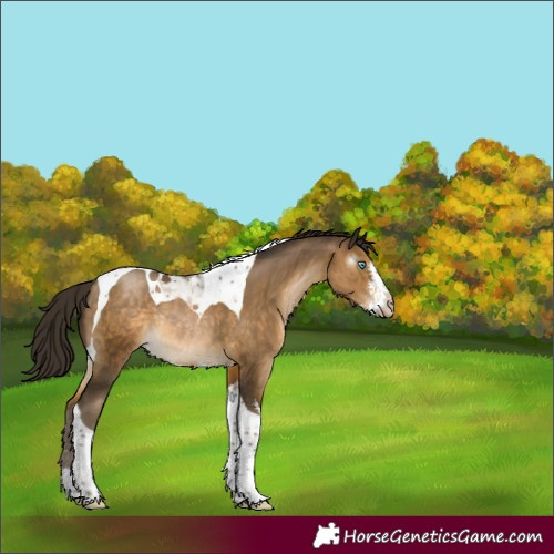 Horse Color:Gray Buckskin Pearl Sabino Tobiano Rabicano