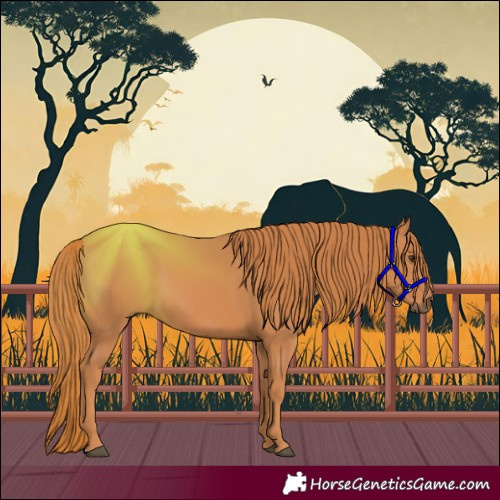 Horse Color:Chestnut 