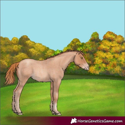 Horse Color:Gold Champagne Roan Rabicano 